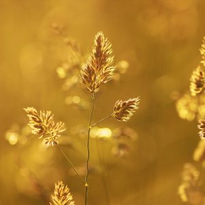 Social Media Photography Packages