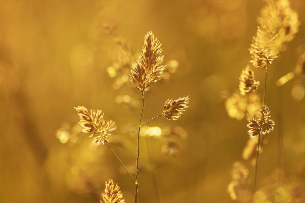 Social Media Photography Packages